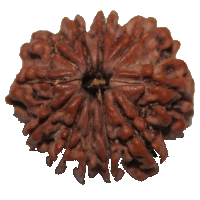 11 mukhi Rudraksha